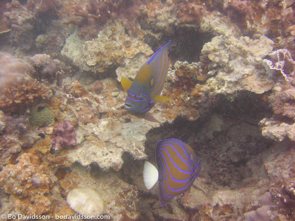 BD-050430-Perhentian-1346-Pomacanthus-annularis-(Bloch.-1787)-[Bluering-angelfish.-Cirkelkejsarfisk].jpg